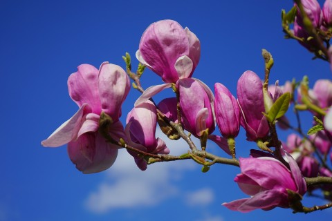 magnolia-324299_1920