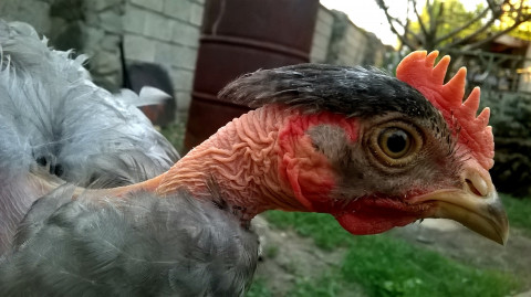chicken-1674700_1920