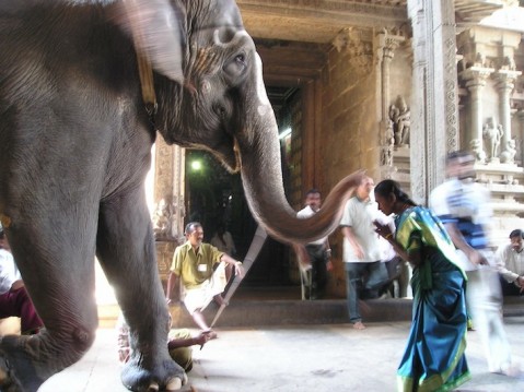 elephant-375_1920